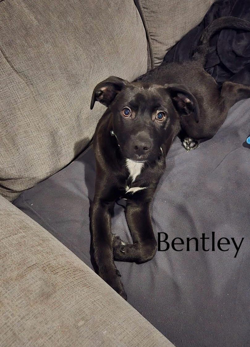 Enlarge Bentley, an adopted mixed breed in Pembroke, MA image 2/5