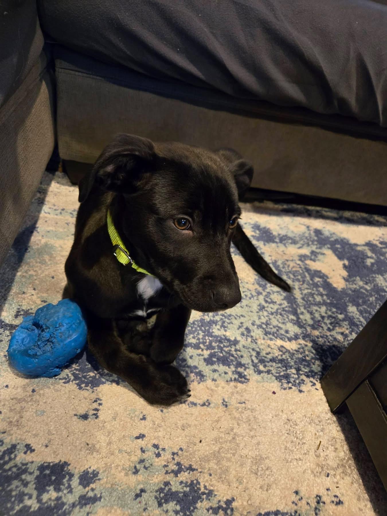 Enlarge Bentley, an adopted mixed breed in Pembroke, MA image 3/5