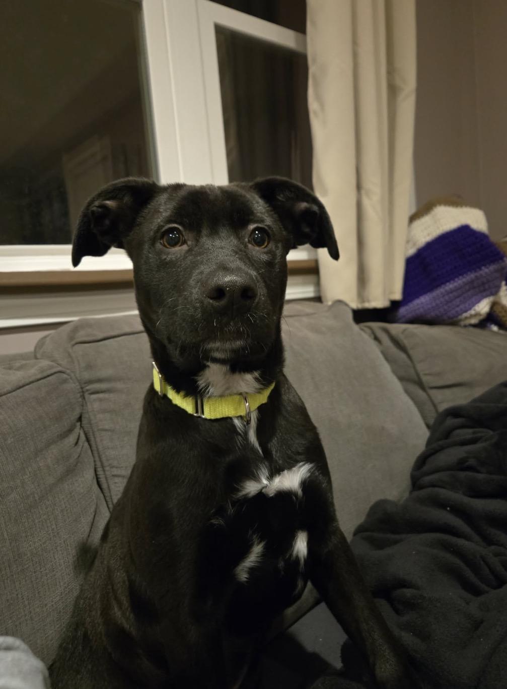 Enlarge Bentley, an adopted mixed breed in Pembroke, MA image 4/5