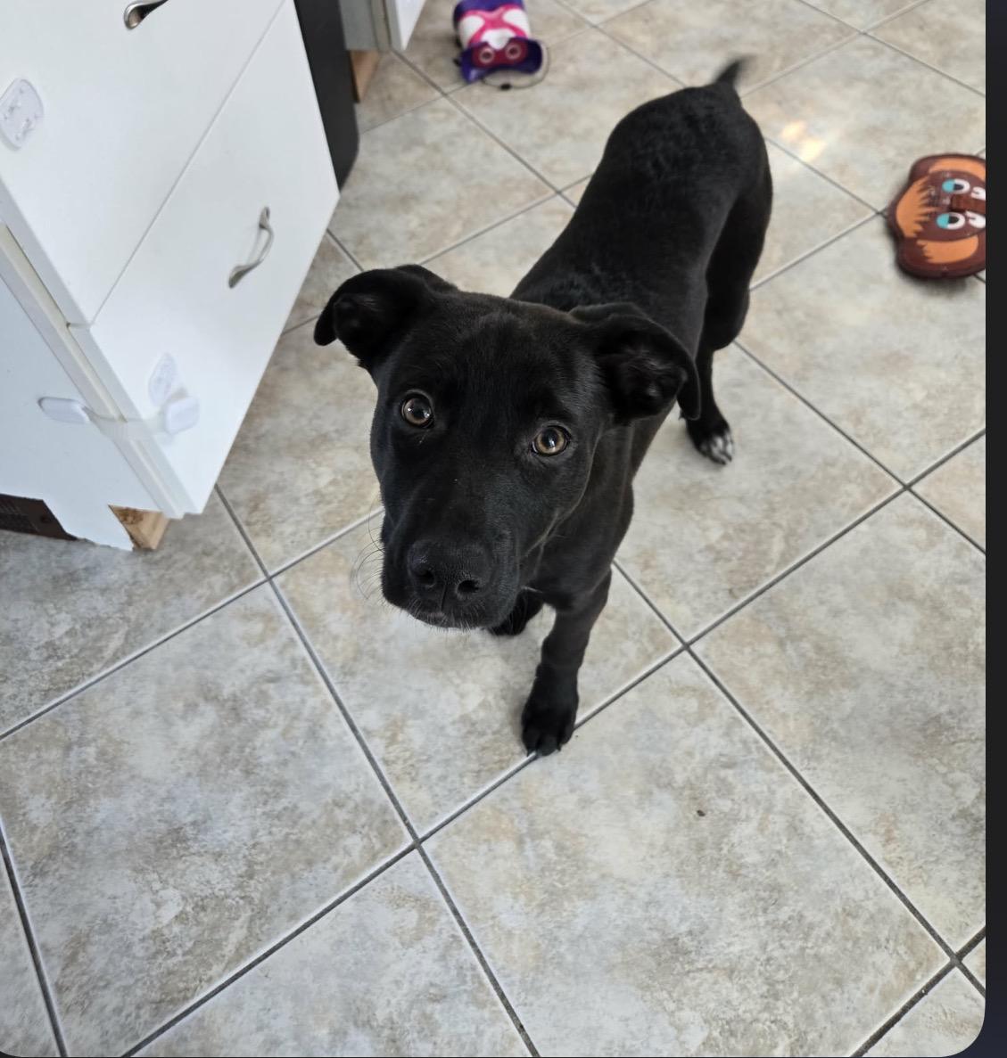 Enlarge Bentley, an adopted mixed breed in Pembroke, MA image 5/5