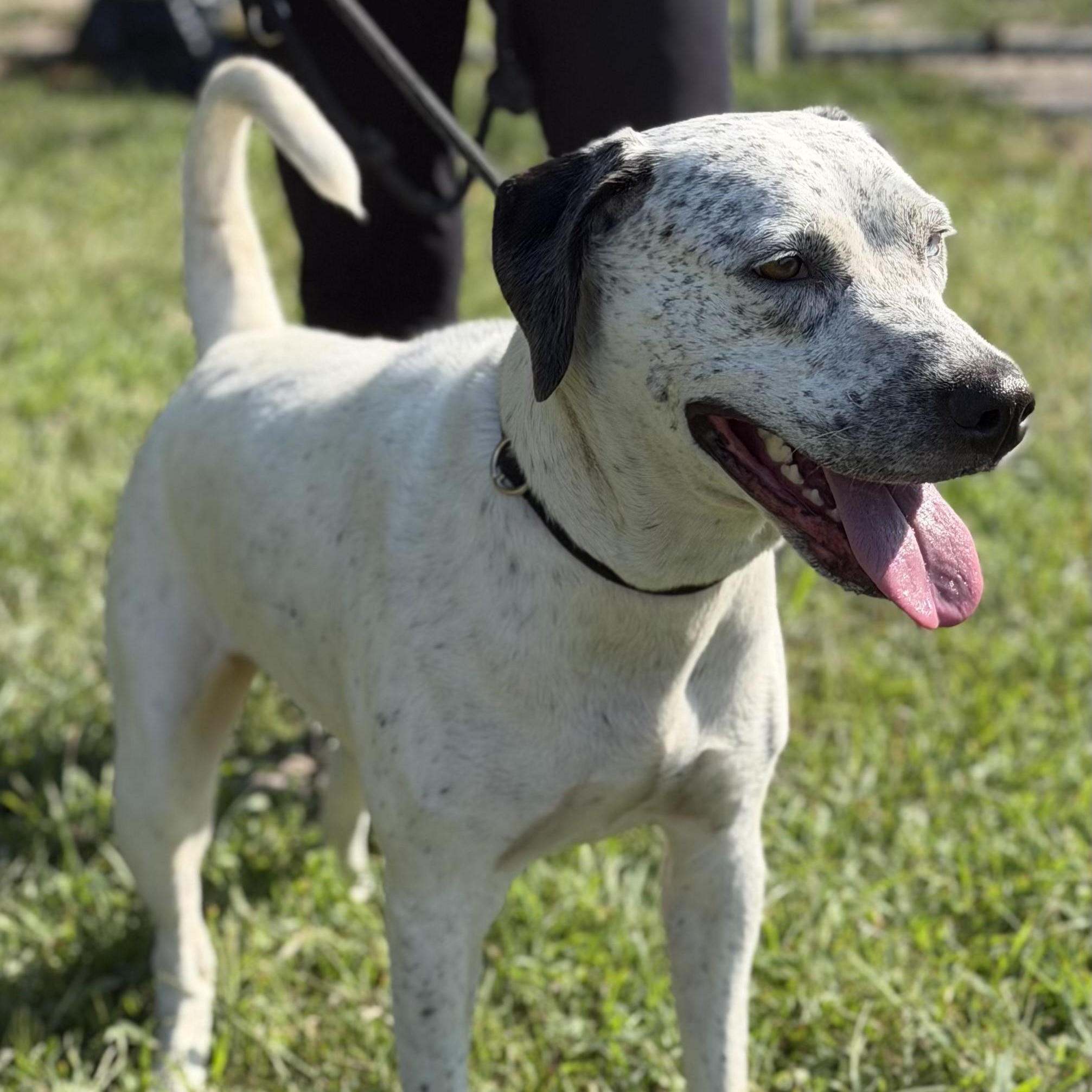Enlarge Hida, a Adoptable Pit Bull Terrier in Gloucester, VA image 3/3