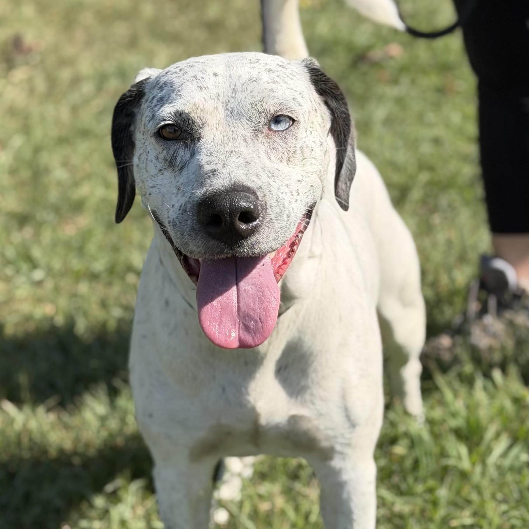 Hida, Adoptable, Adult Female Pit Bull Terrier.