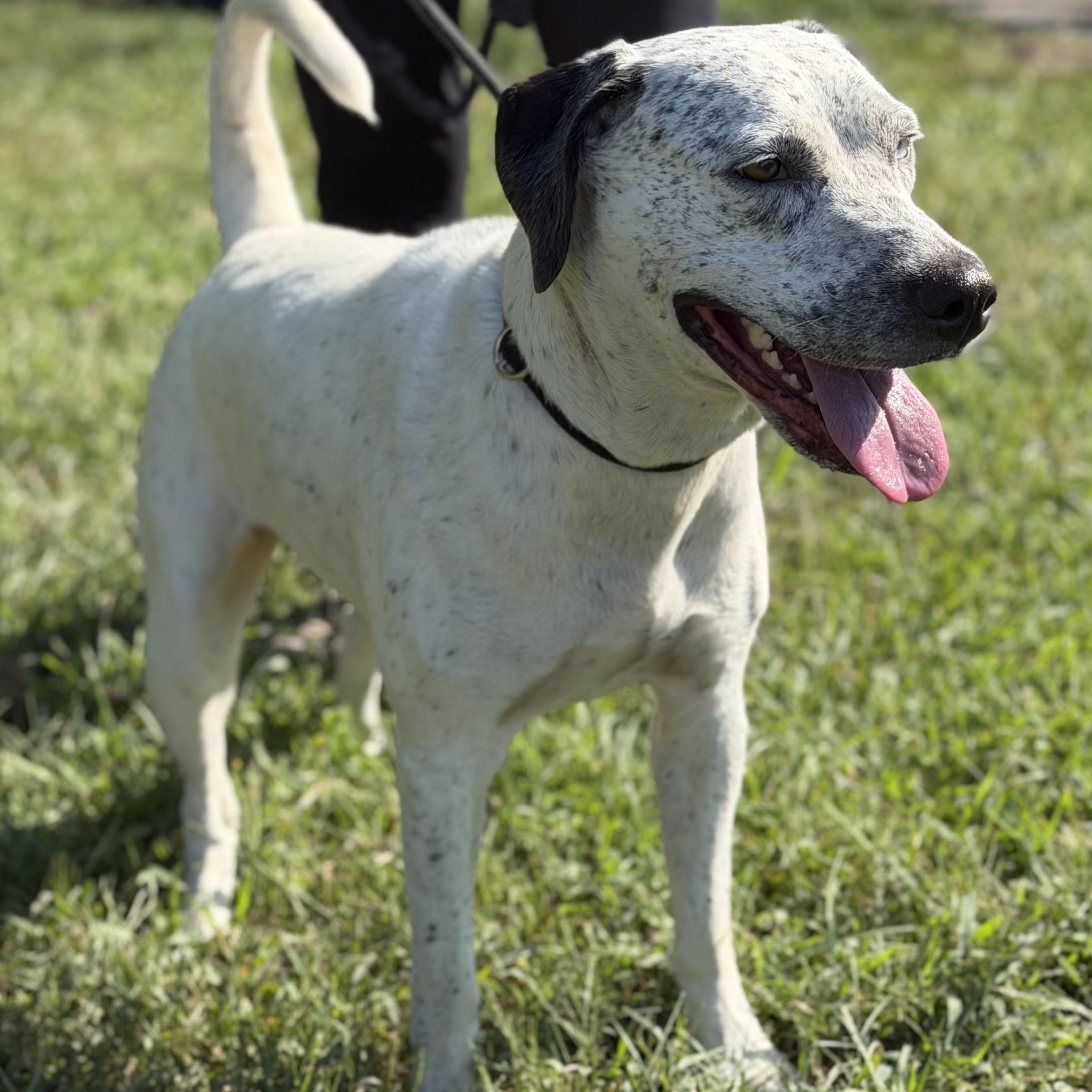Enlarge Hida, a Adoptable Pit Bull Terrier in Gloucester, VA image 2/3