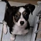 Rooka, Adoptable, Puppy Female Australian Cattle Dog / Blue Heeler.