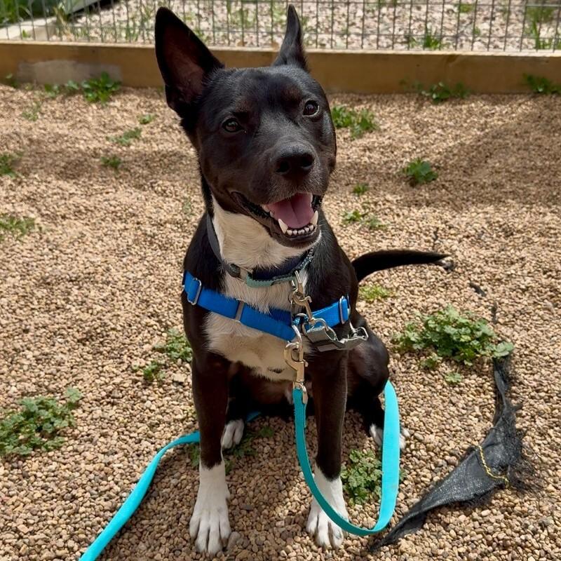Puddles, Adoptable, Adult Male Shepherd & Mixed Breed.
