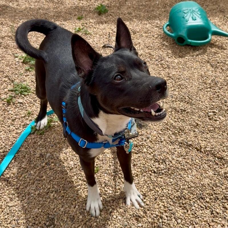 Enlarge Puddles, a Adoptable mixed breed in Fort Collins, CO image 2/6