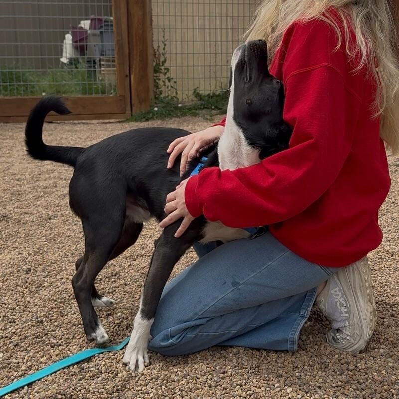 Enlarge Puddles, a Adoptable mixed breed in Fort Collins, CO image 3/6