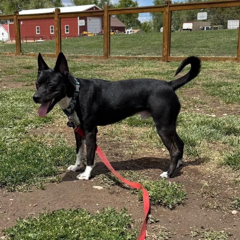 Enlarge Puddles, a Adoptable mixed breed in Fort Collins, CO image 4/6