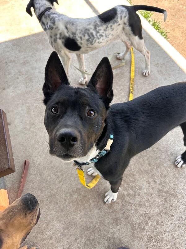 Enlarge Puddles, a Adoptable mixed breed in Fort Collins, CO image 5/6