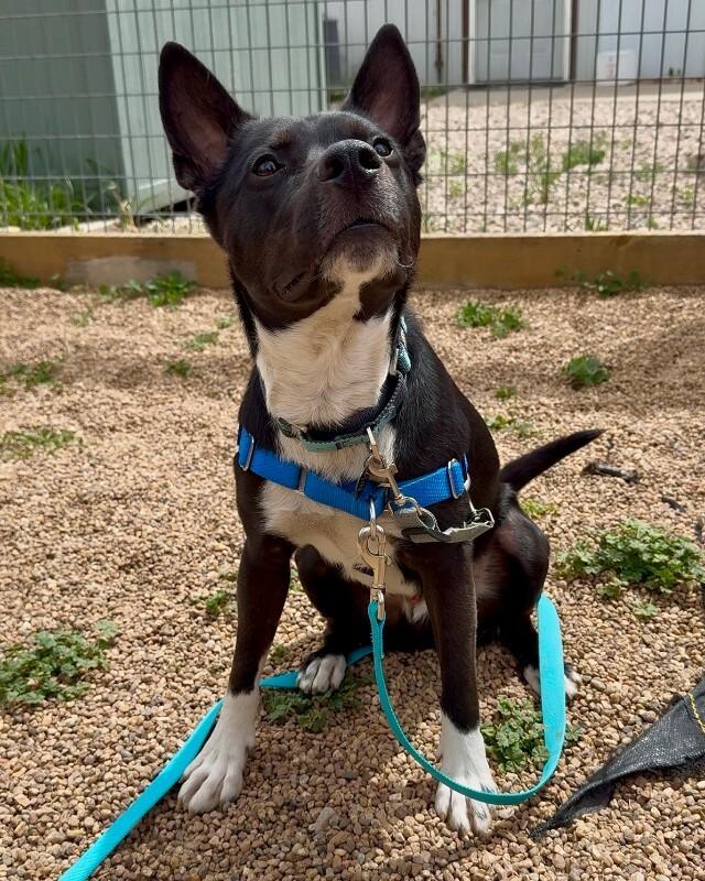 Enlarge Puddles, a Adoptable mixed breed in Fort Collins, CO image 6/6