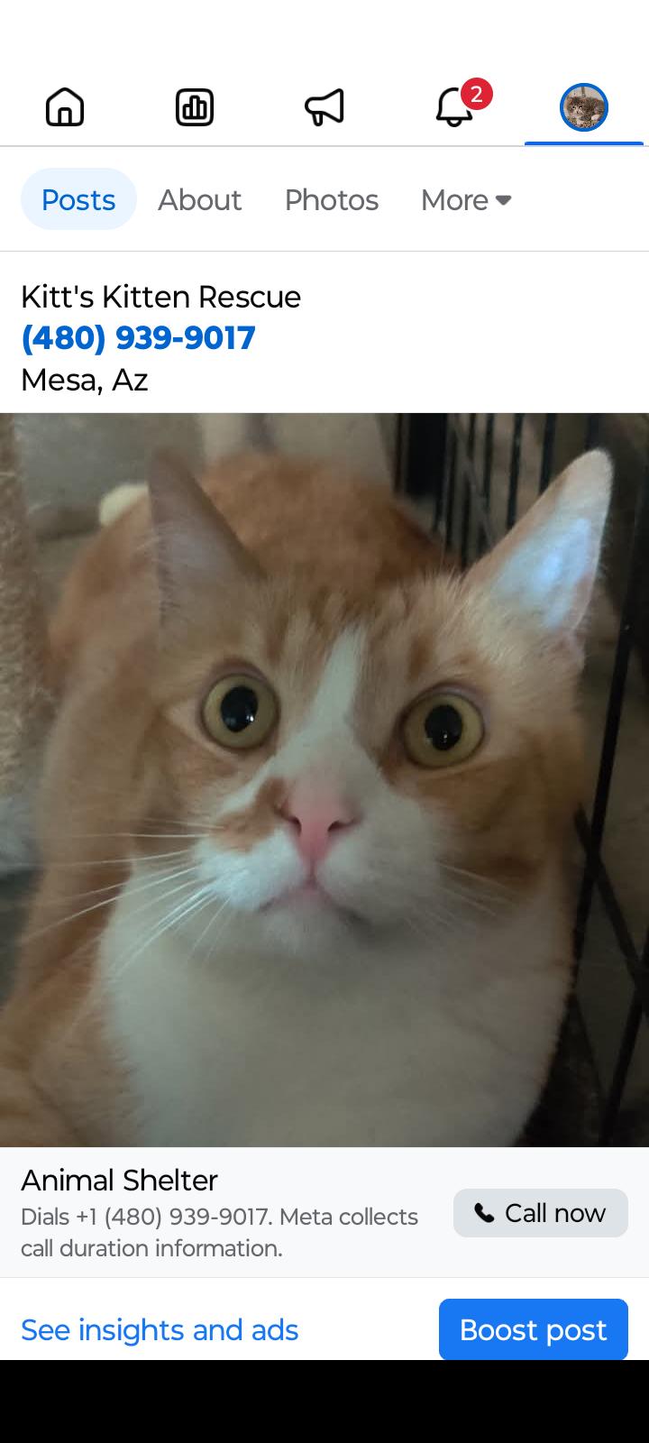 Remy, Adoptable, Adult Male American Shorthair & Domestic Short Hair.