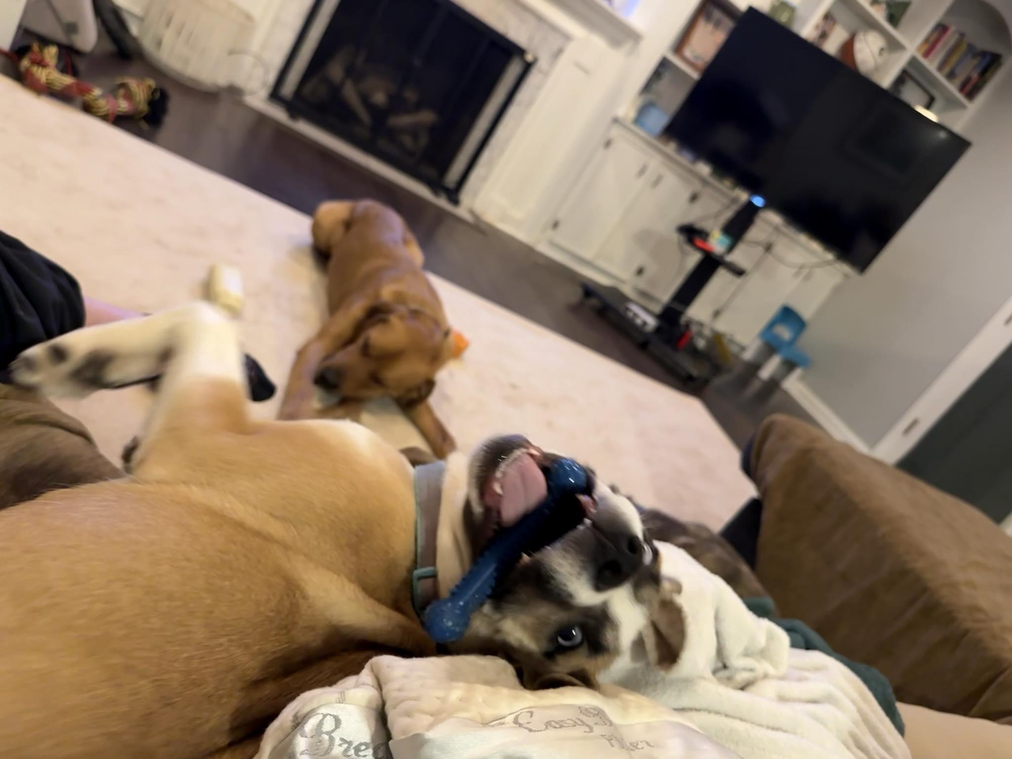 Polly — thumbnail 2