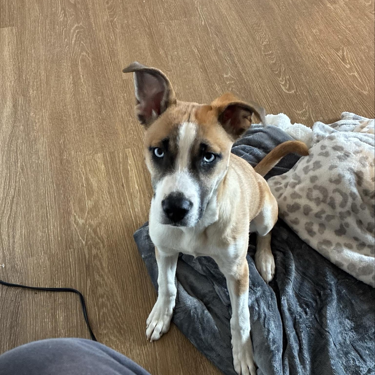 Polly — thumbnail 3