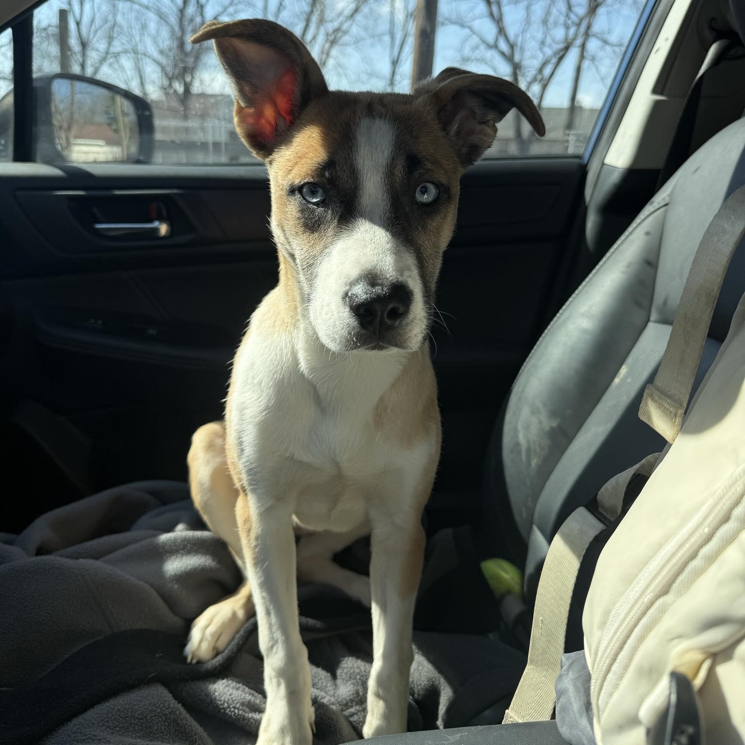 Polly — thumbnail 4