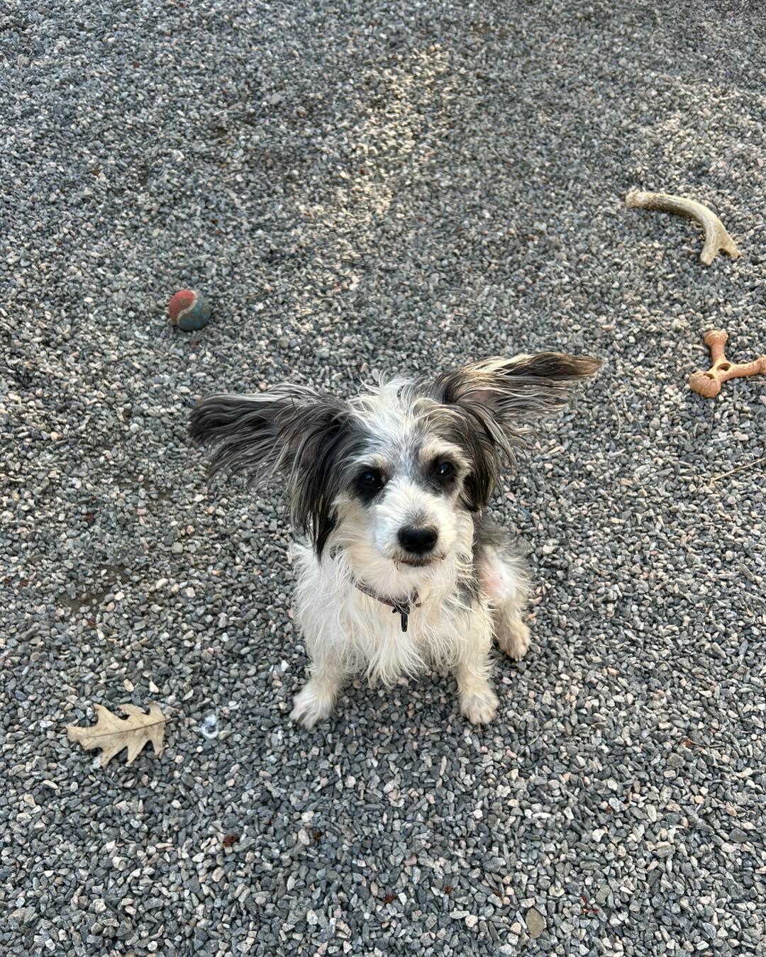 Enlarge Cannoli, a ADOPTABLE mixed breed in Winsted, CT image 2/5