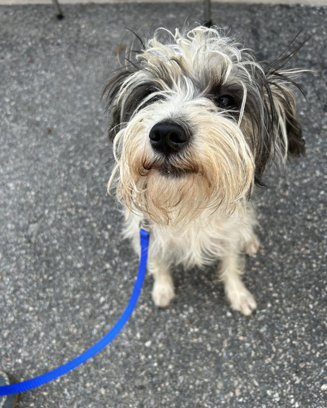 Cannoli, ADOPTABLE, Puppy Male Schnauzer.