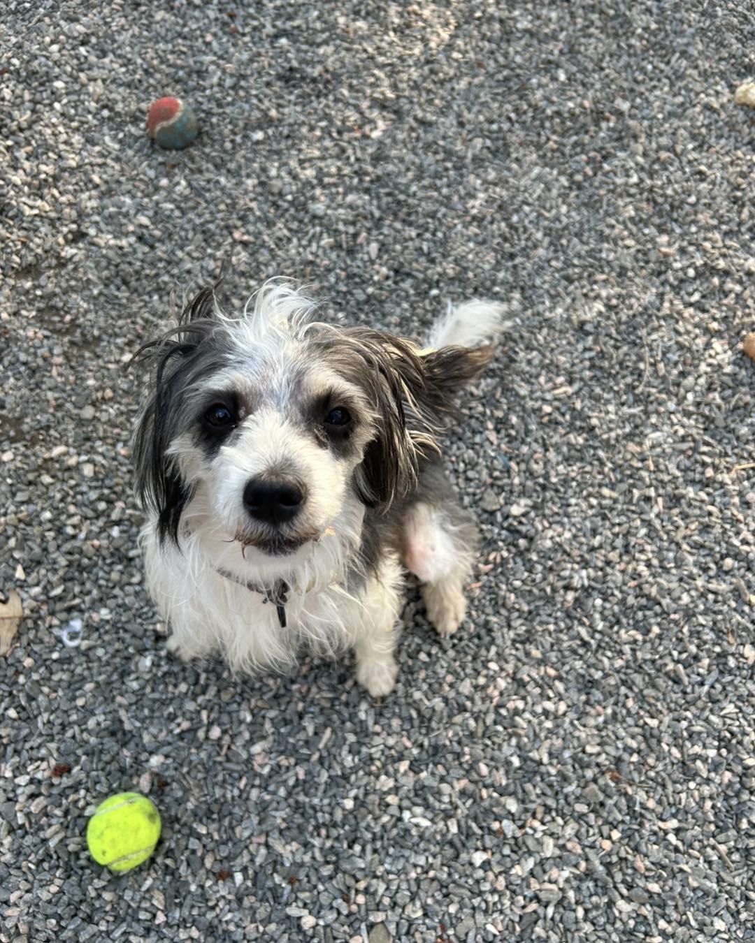 Enlarge Cannoli, a ADOPTABLE mixed breed in Winsted, CT image 3/5