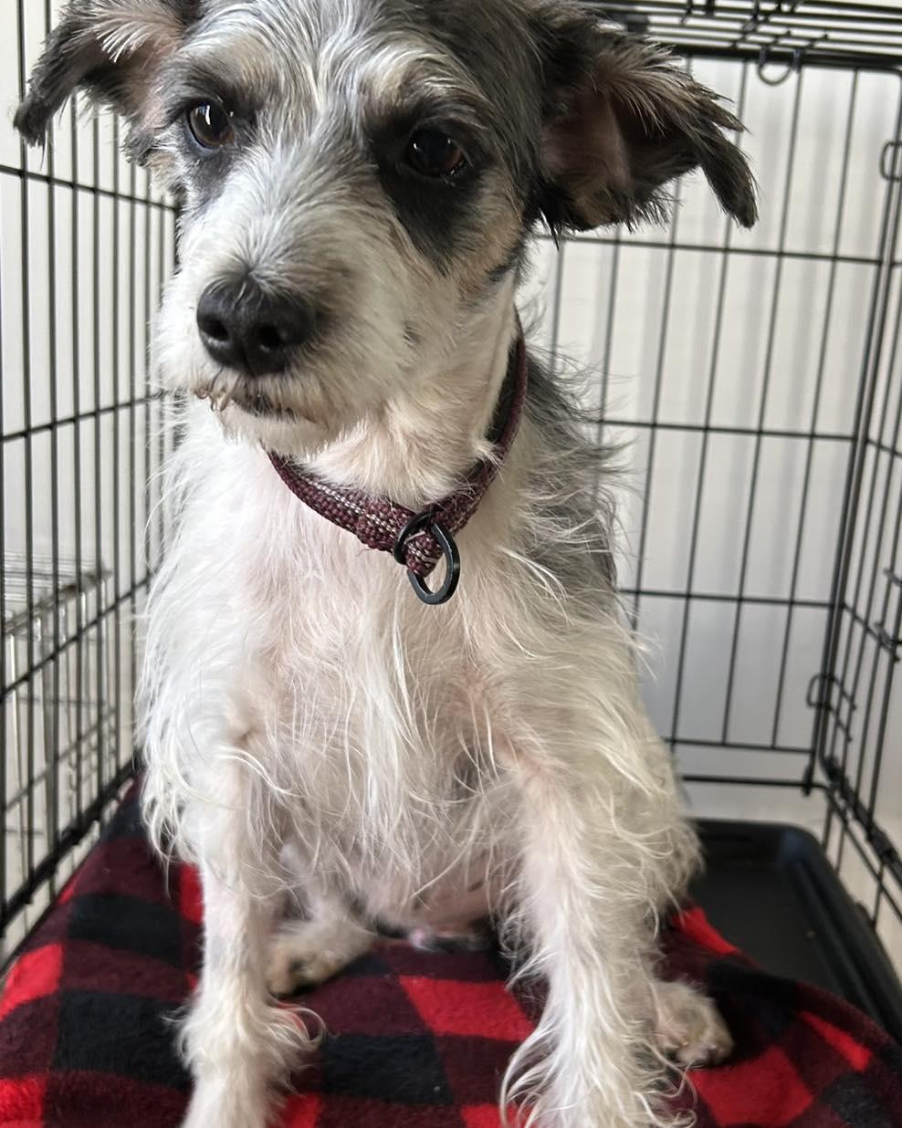 Cannoli, a ADOPTABLE mixed breed in Winsted, CT image 6/6