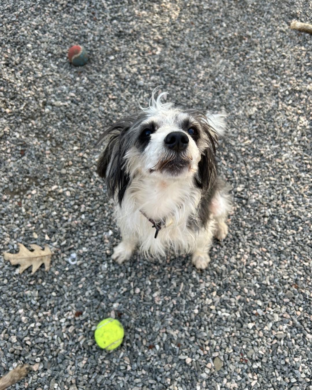 Enlarge Cannoli, a ADOPTABLE mixed breed in Winsted, CT image 4/5