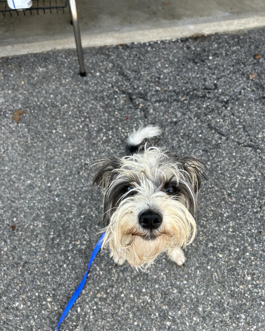 Enlarge Cannoli, a ADOPTABLE mixed breed in Winsted, CT image 5/5