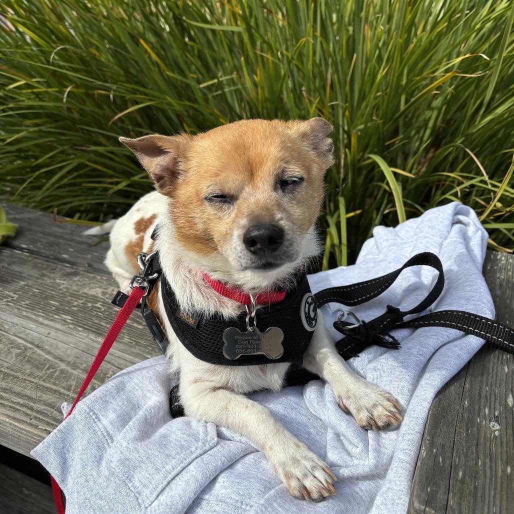Enlarge Clove, a Adoptable Chihuahua in Pacific Grove, CA image 1/6