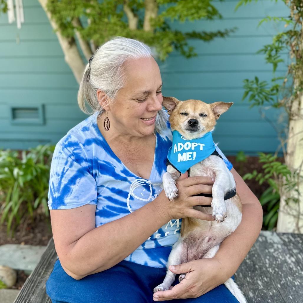 Enlarge Clove, a Adoptable Chihuahua in Pacific Grove, CA image 2/6