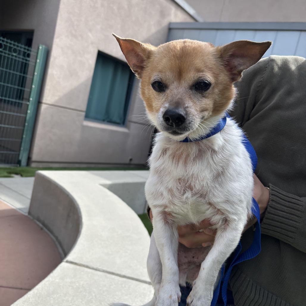 Enlarge Clove, a Adoptable Chihuahua in Pacific Grove, CA image 3/6