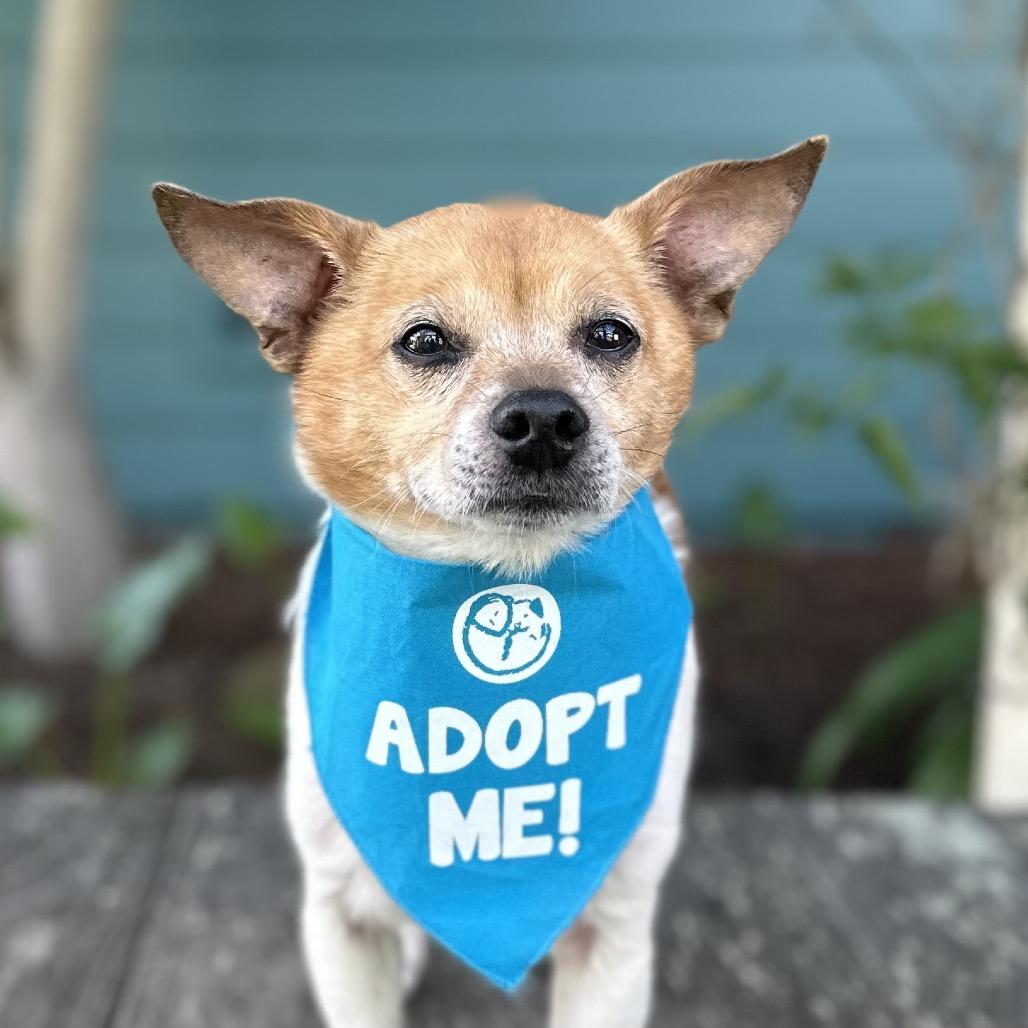 Enlarge Clove, a Adoptable Chihuahua in Pacific Grove, CA image 5/6
