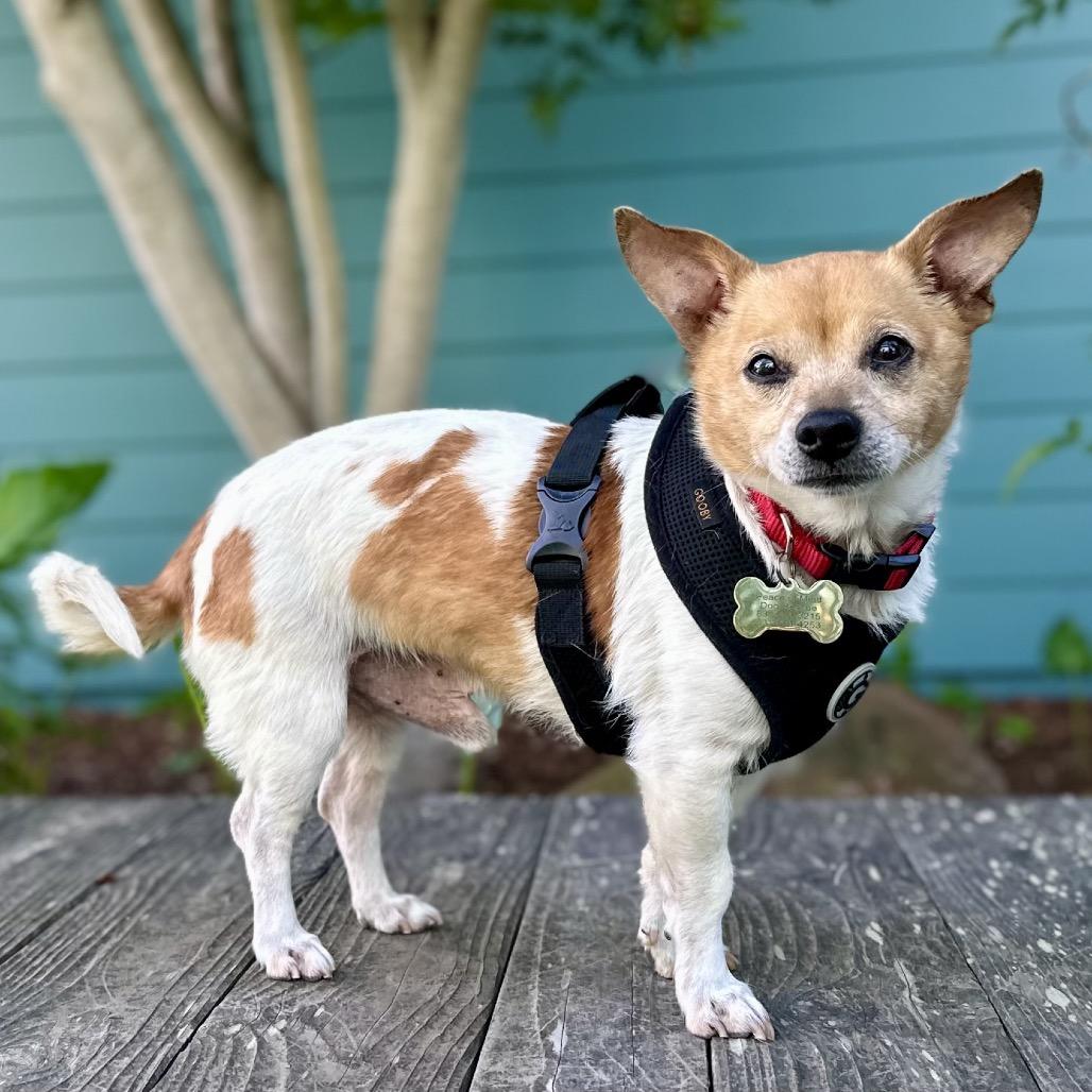 Enlarge Clove, a Adoptable Chihuahua in Pacific Grove, CA image 6/6