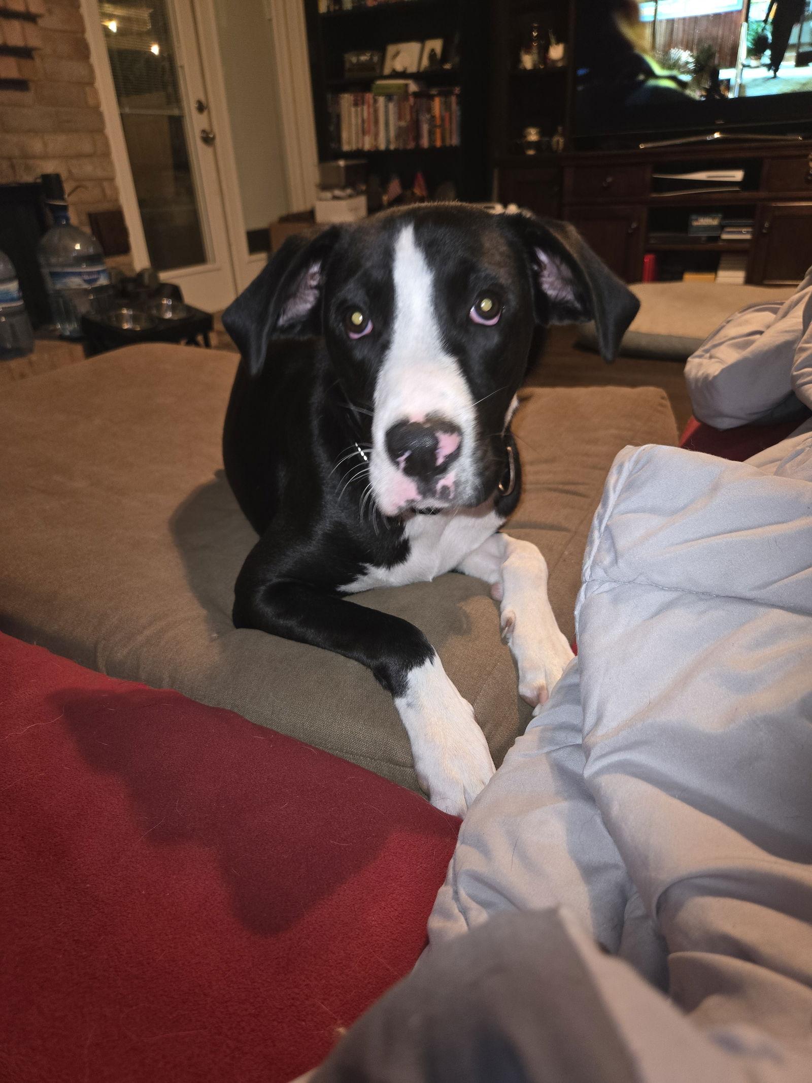 Batman, Adoptable, Young Male Boxer.