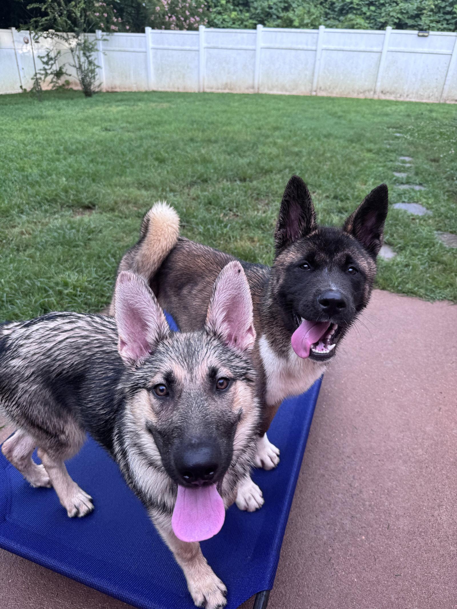 Eggo, Adopted, Young Male German Shepherd Dog.