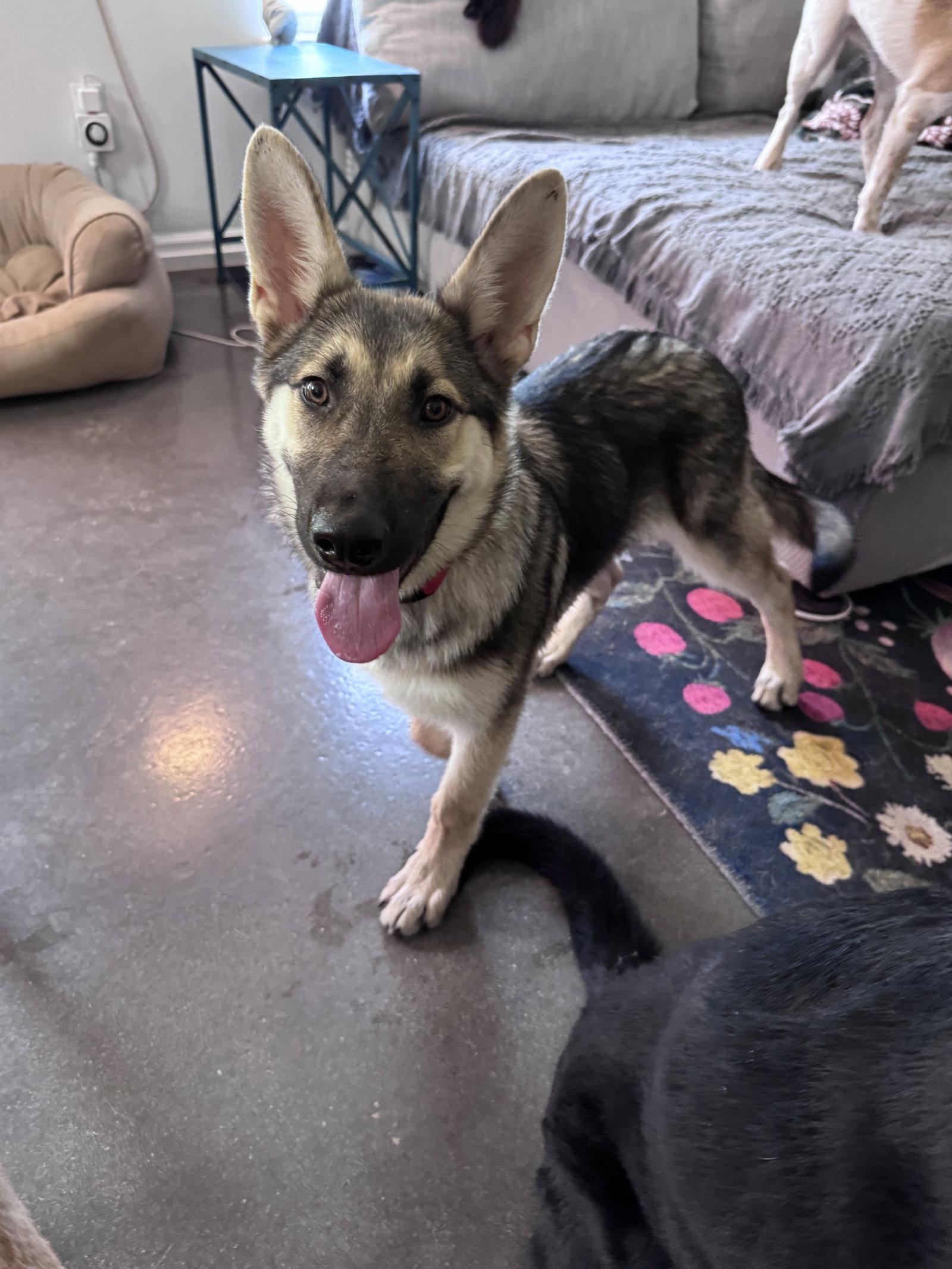 Enlarge Eggo, a Adopted German Shepherd Dog in Greenville, SC image 2/3