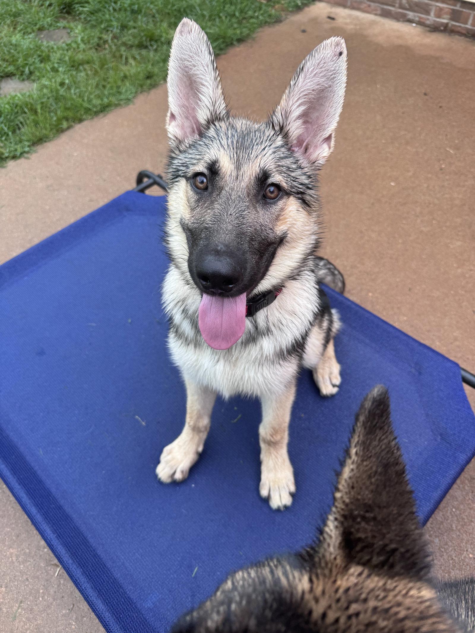 Enlarge Eggo, a Adopted German Shepherd Dog in Greenville, SC image 3/3