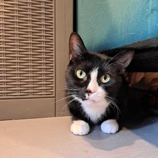 April, Adoptable, Adult Female Domestic Medium Hair.