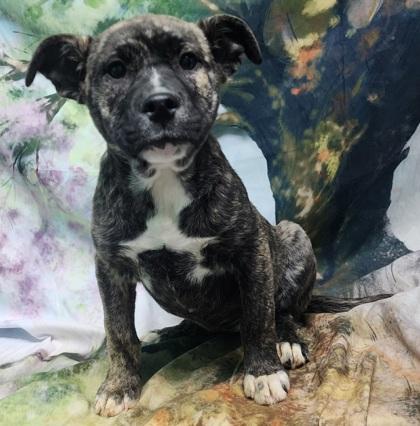 Maxine — thumbnail 3