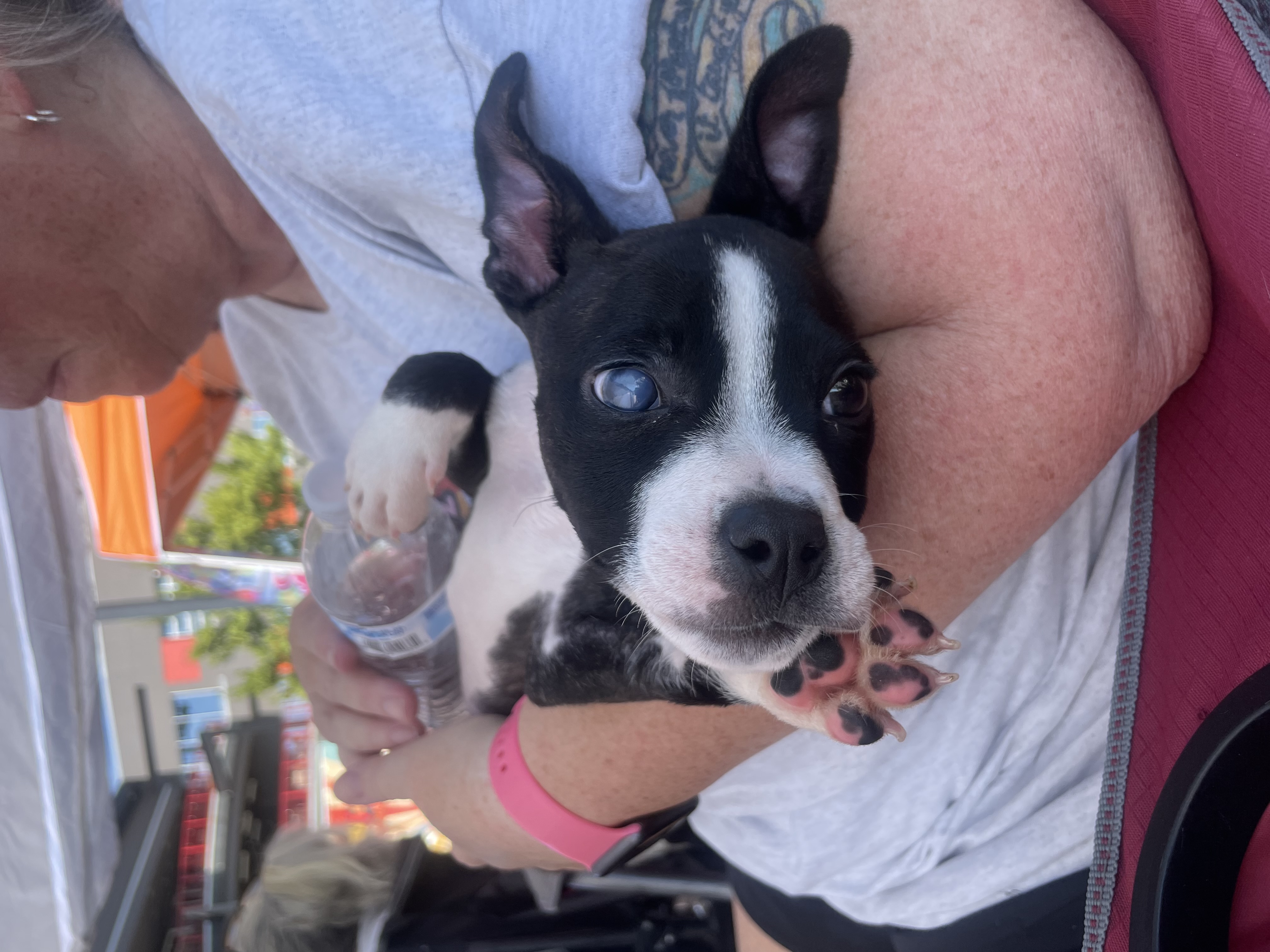 Enlarge Toby, a Adopted American Bully in Tulsa, OK image 3/3