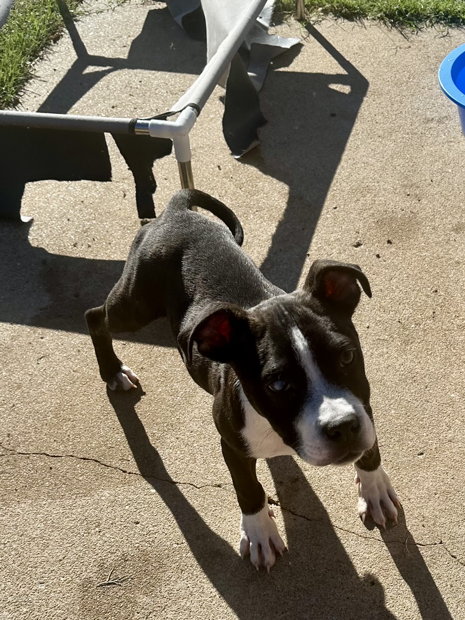 Enlarge Toby, a Adopted American Bully in Tulsa, OK image 2/3