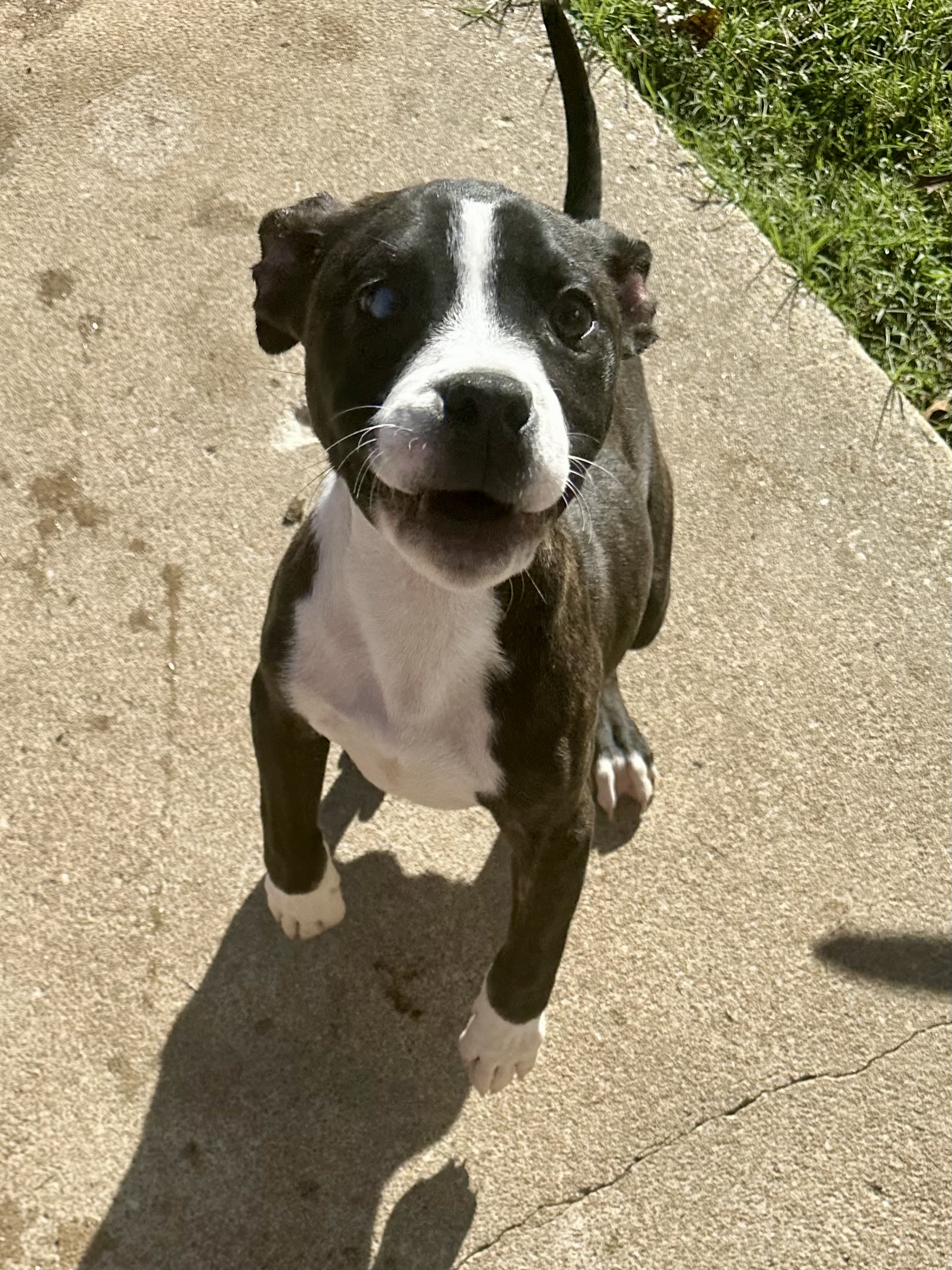 Toby, Adopted, Young Male American Bully.