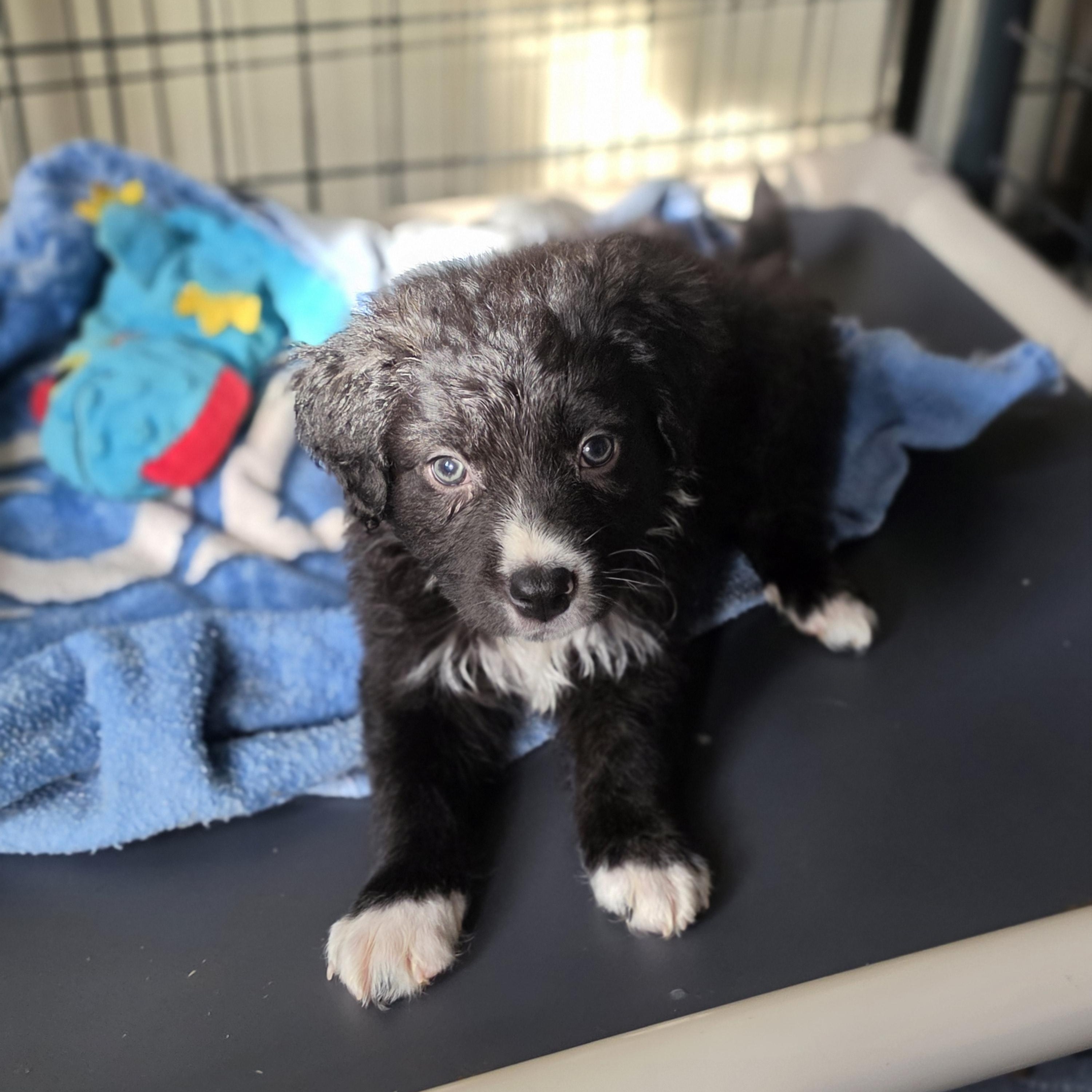 Enlarge Artemis, a Adoptable mixed breed in Blairstown, NJ image 5/6