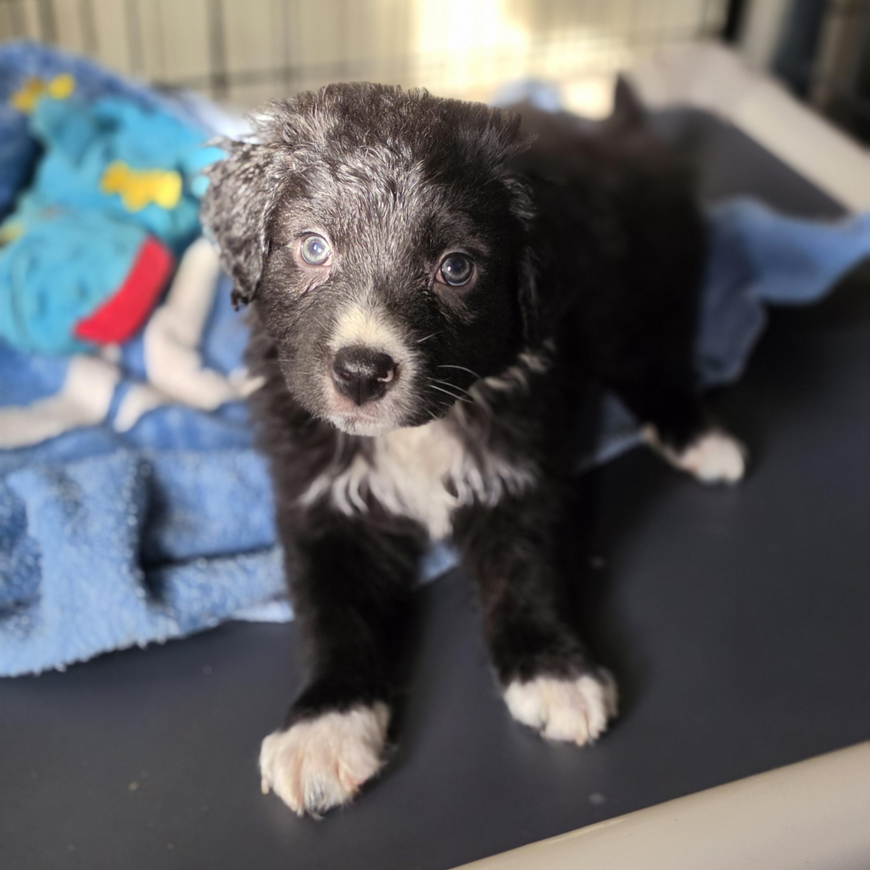 Artemis, Adoptable, Puppy Male Great Pyrenees & Border Collie.