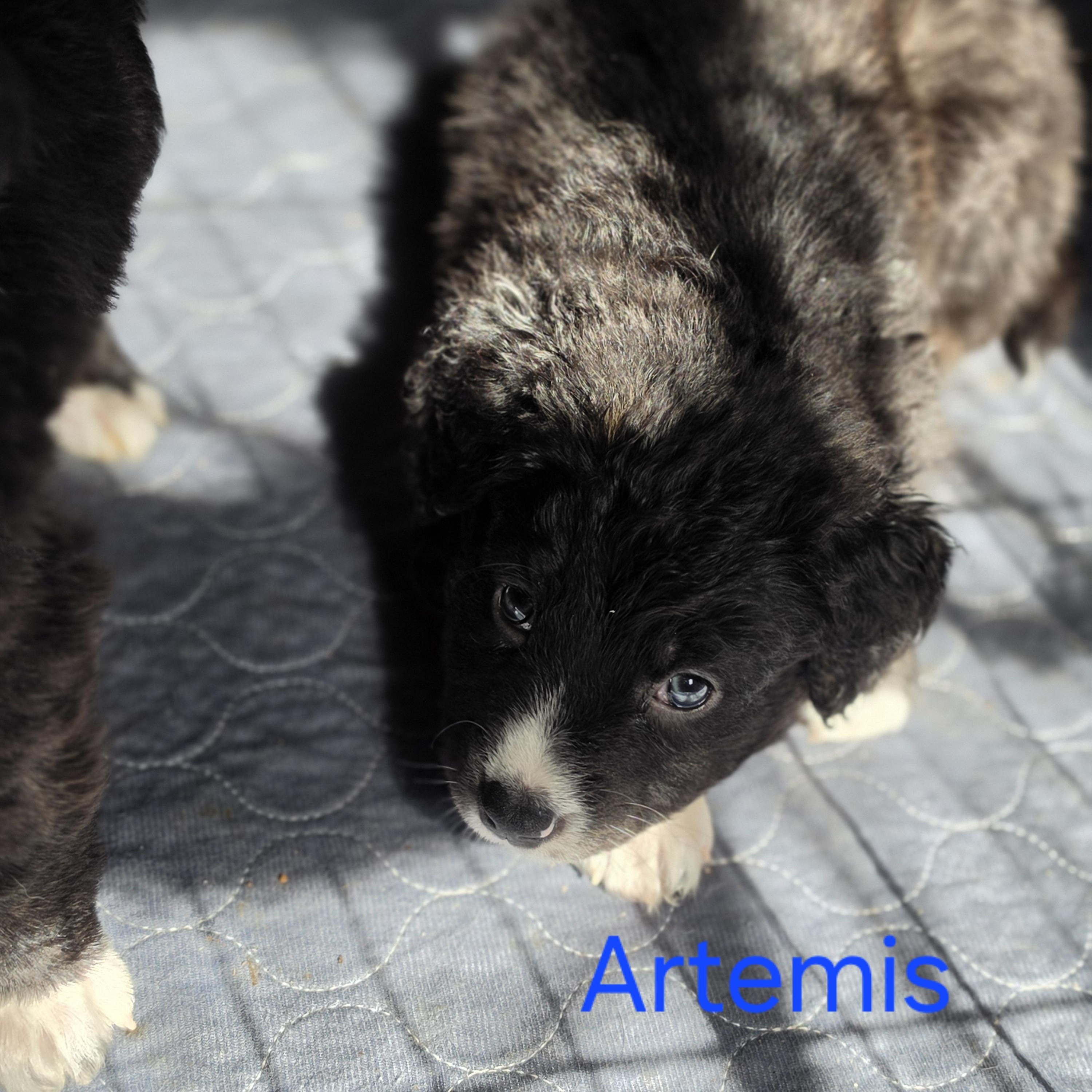 Enlarge Artemis, a Adoptable mixed breed in Blairstown, NJ image 3/6
