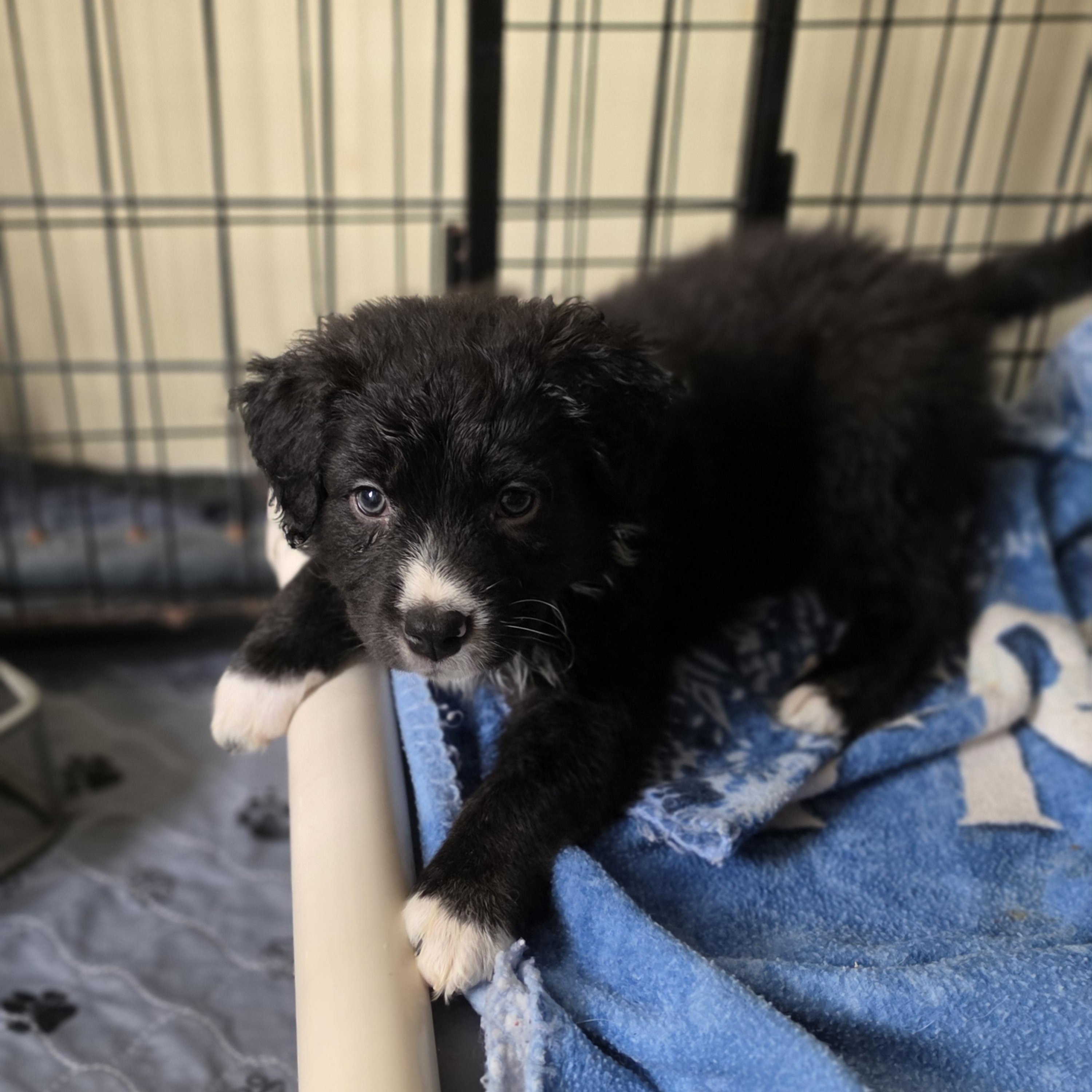Enlarge Artemis, a Adoptable mixed breed in Blairstown, NJ image 6/6