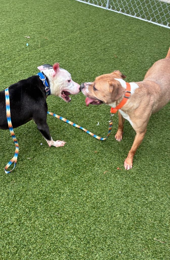 Angus (aka Marion), Adoptable, Young Male American Staffordshire Terrier & Labrador Retriever.