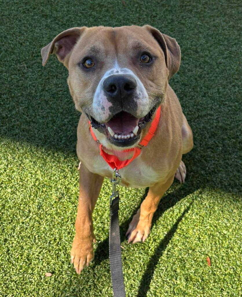 Enlarge Angus (aka Marion), a Adoptable mixed breed in Hartsville, SC image 2/6