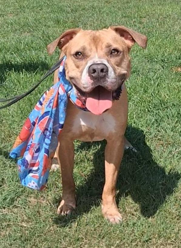 Enlarge Angus (aka Marion), a Adoptable mixed breed in Hartsville, SC image 2/5