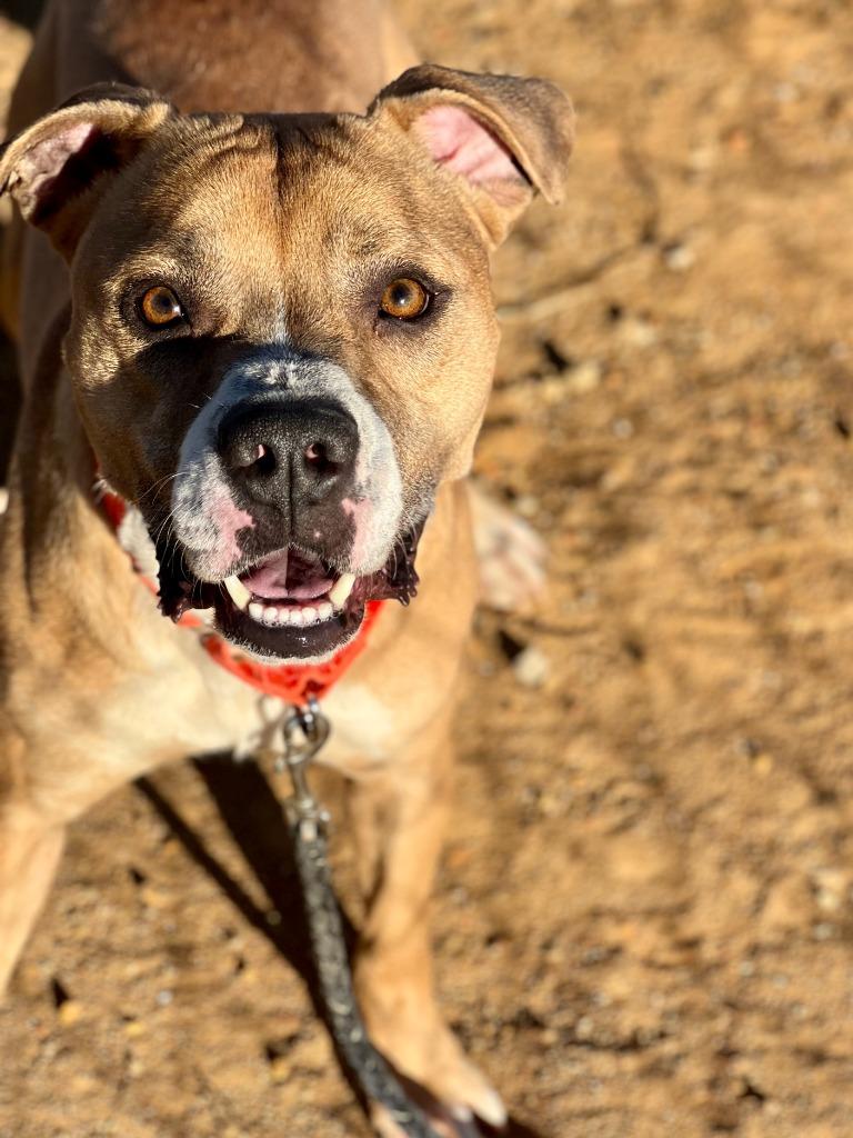 Enlarge Angus (aka Marion), a Adoptable mixed breed in Hartsville, SC image 1/6