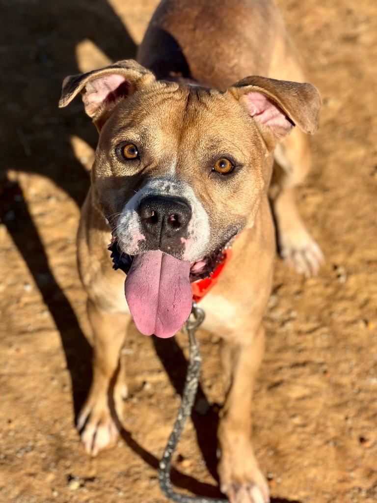 Enlarge Angus (aka Marion), a Adoptable mixed breed in Hartsville, SC image 2/6