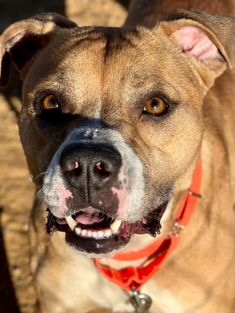 Enlarge Angus (aka Marion), a Adoptable mixed breed in Hartsville, SC image 4/6