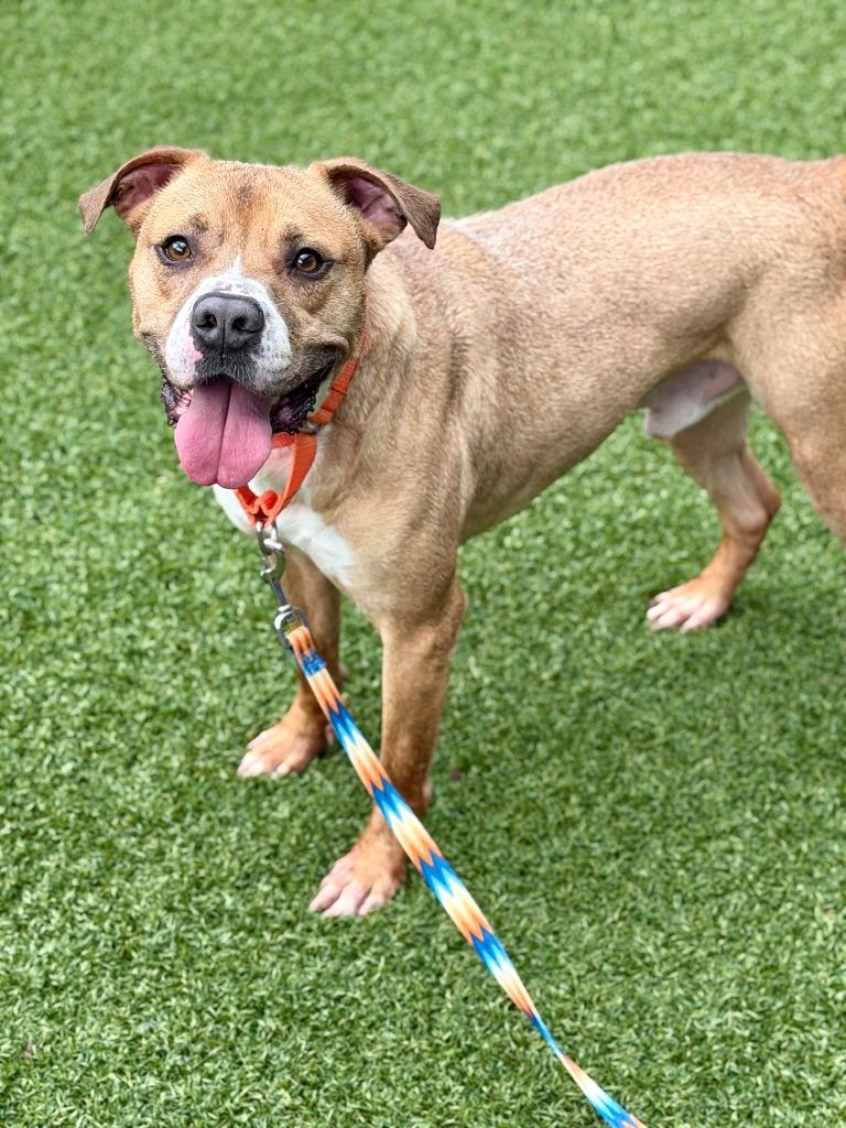 Enlarge Angus (aka Marion), a Adoptable mixed breed in Hartsville, SC image 5/5