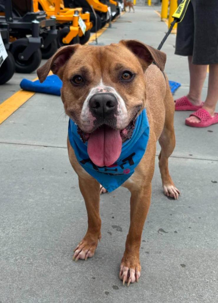 Enlarge Angus (aka Marion), a Adoptable mixed breed in Hartsville, SC image 4/6